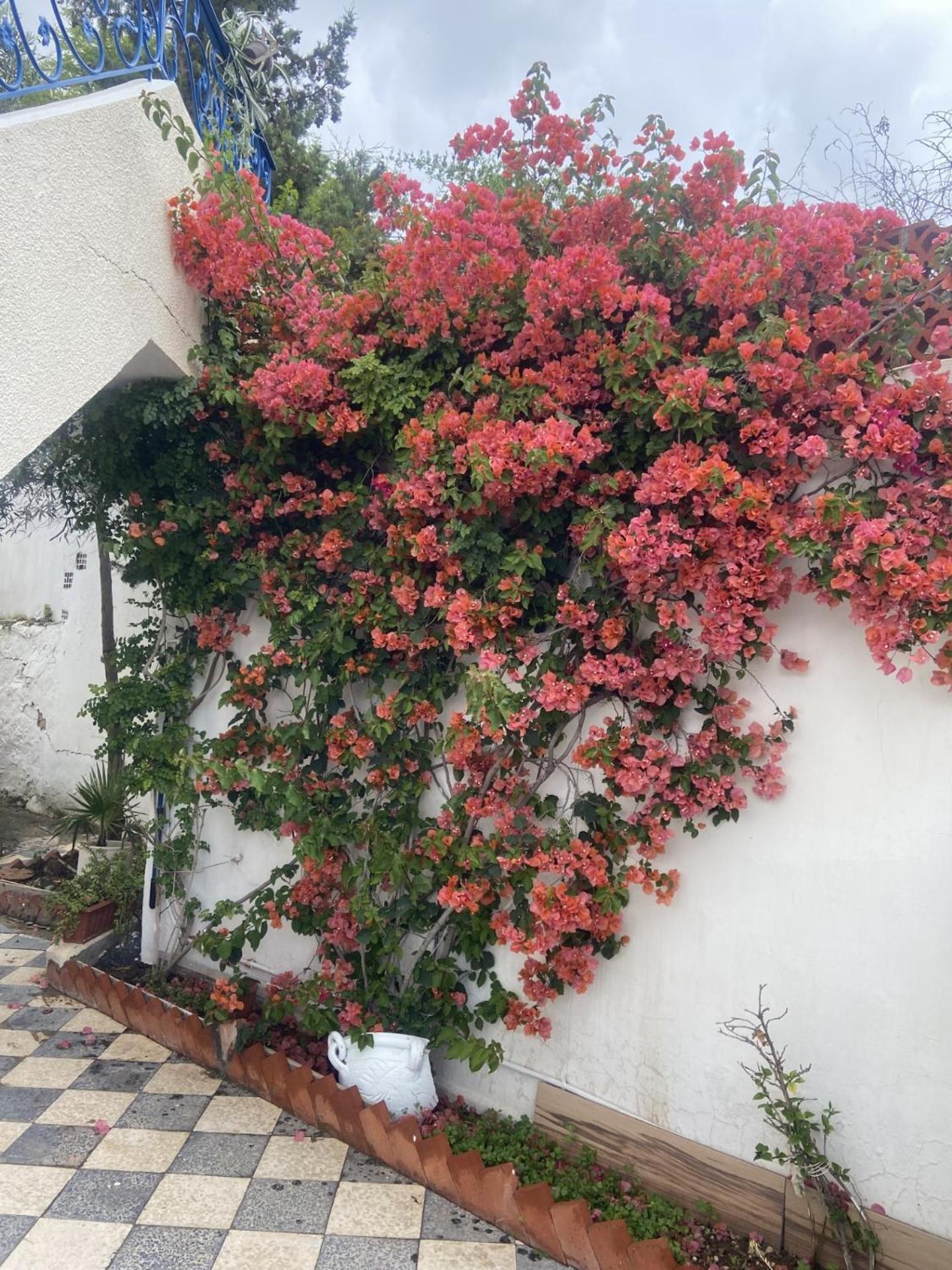 Maison A El Omrane . Tunis Bagian luar foto
